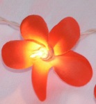 Orange Frangipani Style - fairy lights